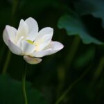 Mindfulness Workshop: The Peace Within